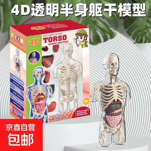孕妇解剖模型玩具套装人体器官骨骼学生早教益智diy拼装科教玩具 4d